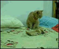 WHY THE HELL IS THAT MOVING??? GIF found on funnyjunk.