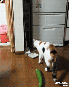 La, la, la ... that's some good cat f-- WTF???? Gif found on GIFboom