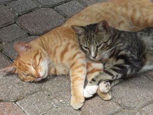 Don't worry, Larry. I'll keep these guys in line! Image from THV11.