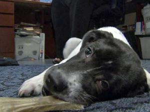 Thanks for the bone, fellas, but could you clean under your desk? I wanna take a nap ... Image found on WRAL.