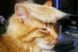 The cat would definitely make a better president ... and at least he's actually entertaining. Image found on TheOdysseyOnline.
