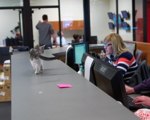 OK, people, I want you to write tight and bright ... and get me some salmon! Image found on Fox13Now.