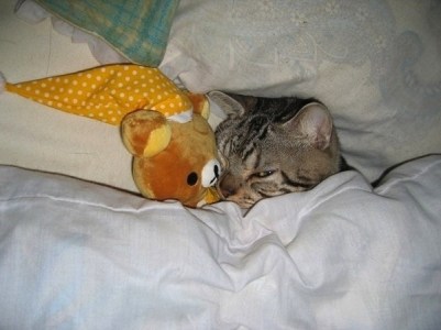 Who's been talkin' smack about you, Teddy? I'll mess 'em up! Image found on BuzzFeed.