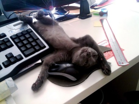 Whew! I'm exhausted! Now where's that fish you promised me? Image found on Amazing Creatures.