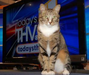 Yeah, I'm the boss here, what of it? Image found on Canidae.