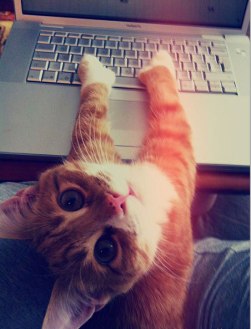 What's your password, dude? Image found on BuzzFeed.