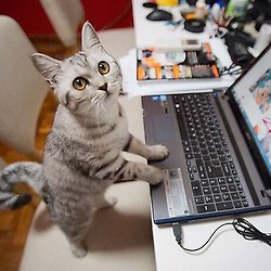 No, sir, I can't hack the bank. I'm just here to fix the 'puter. Image found on CatDailyNews.