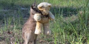 Doodlebug hugs his teddy in this photo posted by Tim Beshara on Twitter.
