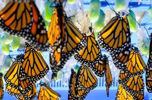 A whole mess of Monarchs soon to start their migration. Image found on GoErie.