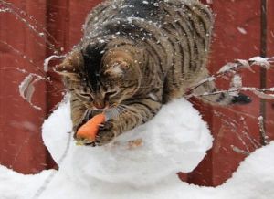 Hey, this is a carrot! You told me it was salmon! Image found on Viragola.