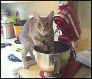 What? No, no ... I'm just paw-kneading the dough, that's all. Image found on guy-sports.com.