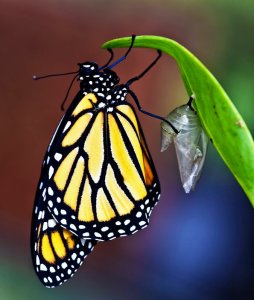 A Monarch in the wild just after emerging from its crysalis. Image by Georgeanne McIlveene found on CaptureArkansas.