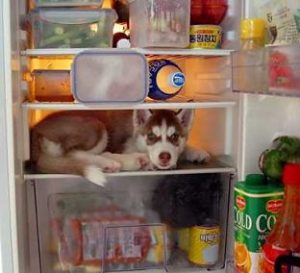 What? I'm from the frosty North! Image found on PetsFive.