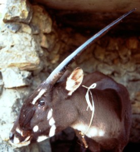 From the side, a saola's two horns look like one, hence the nickname "Asian unicorn." Image found on ScienceNews.