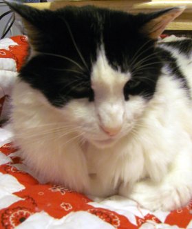 Look at that grumpy face! If you look closely at his neck, you might notice a line; that would be where the first emergency vet shaved a patch to put in the sub-Q fluids. Oh, the indignity!