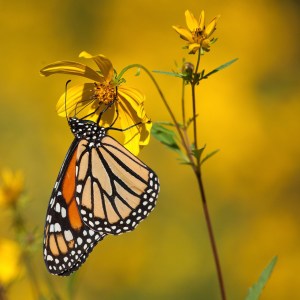 The Monarch fall migration is supposed to peak this week in Arkansas. Maybe I'll be lucky and photograph one like this one on what appears to be lance-leaved coreopsis. Image found on Steve Creek Outdoors.
