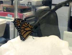 Looks like that Monarch's about ready to take the editing chair ...