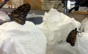 Two of the newsroom Monarchs an hour or so before they were released.
