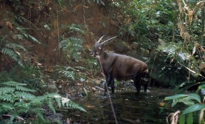 Very few saola exist in the wild, and what few there are are hard to find. Image found on The Guardian.