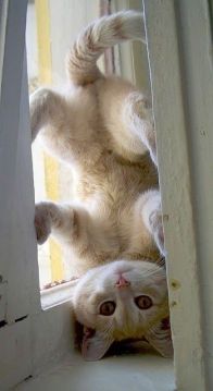 No, why are YOU upside-down? Image found on WowAmazing.