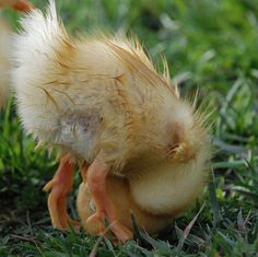 I call this pose "Downward Duck." Image found on Pinterest.