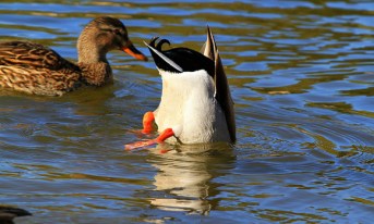 Morty, don't you ignore me! Image found on DZine.