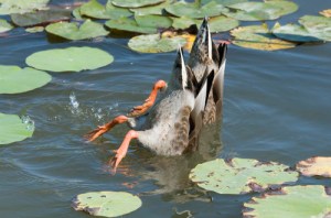 Are you sure you dropped your keys here? Image found on CuteOverload.
