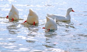 Be very, very quiet, and maybe he won't notice us! Image found on prophotosafari.