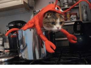 What's that you're making over there? Drawn butter? What's that for? Image found on Business2Community.