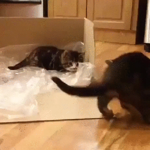 Hey! My box! I keel you! GIF found on CuteOverload.