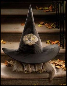 No, I haven't see your hat. Why do you ask? Image found on KnittyKitty.