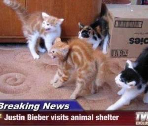 Please, save the kitties from the Biebs and adopt! Image found on MemeGuy.