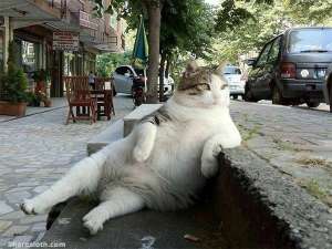 Oh, yeah, dude ... just chillin' ... Image found on sharesloth.