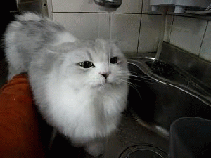 Let the water fall where it may ... as long as it's on my tongue. GIF found on thesochillnetwork.