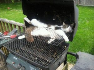 Fluffy decided he would never again miss out on barbecued brisket. Image found on Distractify.