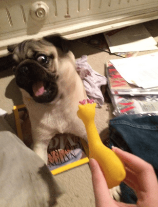 Ohmyfreakingod! What the hell is that???? Image found on Huffington Post.