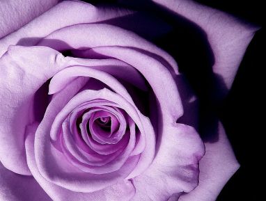 My favorite color is lavender, and if it happens to be in a rose (like Angel Face, which smells heavenly), I'm a happy girl. Image found on proflowers.
