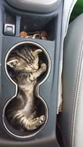 Heeeeyyyy! My car didn't come with a cat holder! Not fair! Image found on amazinganimalphotos.