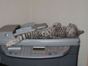 No wonder the printer kept saying it had a puddy-tat jam! Image found on BoredPanda.