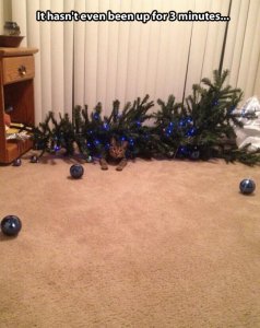 Cat 1, tree 0. Image found on themetapicture.