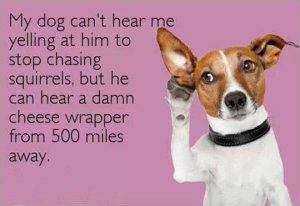 Or try just thinking "bacon." Image found on ThumbPress.