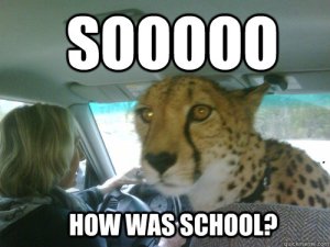 Do you really want to challenge the cheetah on using "so?" Image found on quickmeme.
