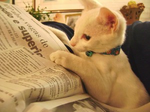 Do you really not see the cuteness in front of your face? Do I have to bring you a mouse before you notice me? Image found on allkittencat.