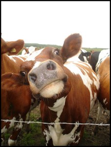 Nooooo ... I wouldn't laugh at you tripping over that stob! Image found on Granny Mountain.