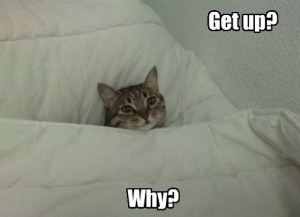 You're right ... scoot over! Image found on iizcat.