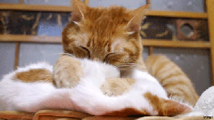 I shall become one with your knotted muscles! GIF found on picgifs.