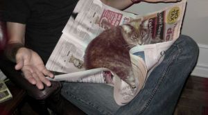 Laps are for cats, not newspapers! Image found on ViralSlacker.