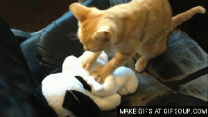 Just gettin' warmed up for ya! GIF found on bestfunnycats.