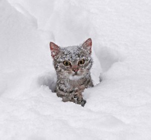 What the hell is this stuff? I did not give permission for this! Image found on themetapicture.