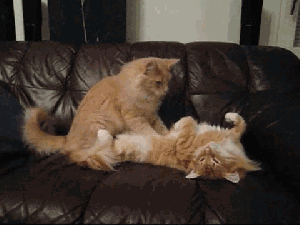What's that smell? No, I don't believe it was the dog, and no, I didn't "dealt" it! GIF found on cutecatgifs.